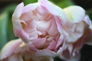 Beautiful delicate soft pink fresh natural bouquet of spring tulip macro