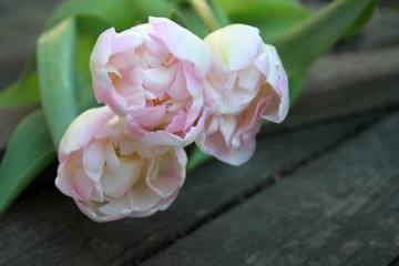 Beautiful delicate soft pink fresh natural bouquet of spring tulip macro