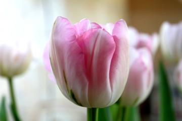 Beautiful delicate pale pink fresh natural art tulip spring macro