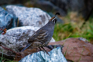 quail at the lake