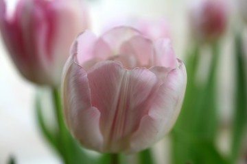 Beautiful delicate pale pink fresh natural art tulip spring macro