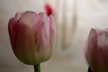 Beautiful delicate pale pink fresh natural art tulip spring macro
