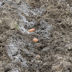 Fototapeta na wymiar Planting potatoes in the garden