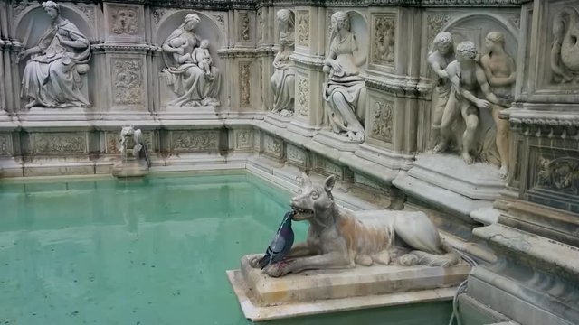 Pigeon drinking water from the mouth of she-wolf, symbol of Siena at Fonte Gaia fountain in Piazza del Campo square Siena, Tuscany, Italy.