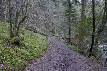 path in the forest