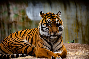 Fototapeta na wymiar begal tiger at the zoo
