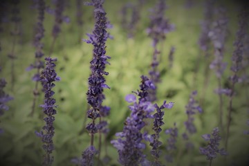 lavender flower in garden with background.