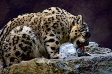 Fototapeta na wymiar snow leopard dining