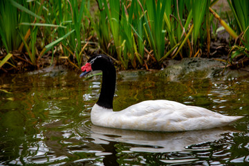 swan on the lake