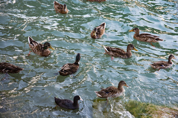Anatroccoli nell'acqua