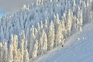 Pine forest covered in snow on winter season,Mountain landscape in Poiana Brasov, Transylvania,Romania
