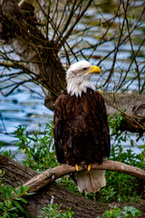 american bald eagle
