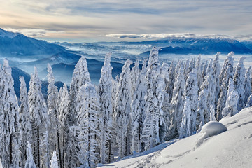 Fototapeta na wymiar Pine forest covered in snow on winter season,Mountain landscape in Poiana Brasov, Transylvania,Romania