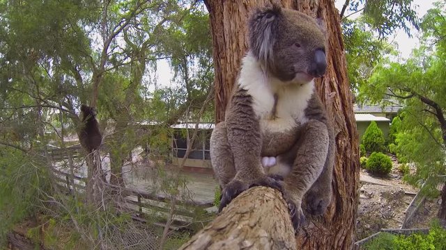 A male koala is keeping an eye on his longtime parter, worried that some young males might be courting her