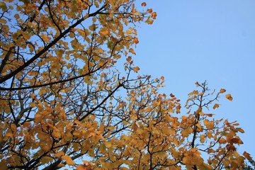 Autumn leaves and blue sky