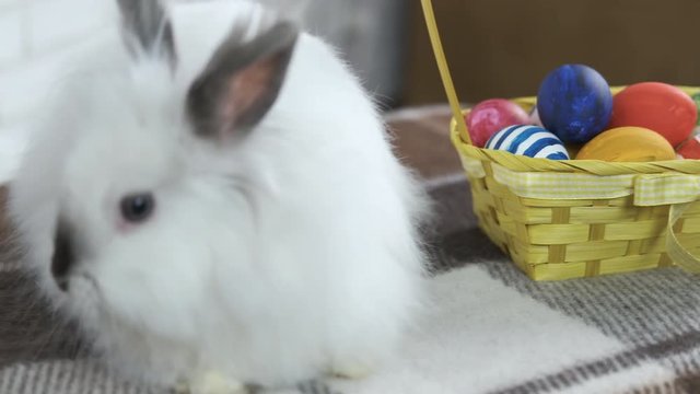 White rabbit with a basket of Easter eggs. Adorable fluffy Easter bunny with a basket of eggs.