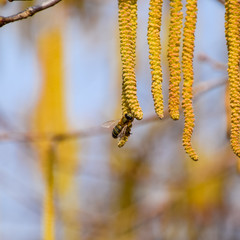 Pollination by bees earrings hazelnut. Flowering hazel hazelnut.