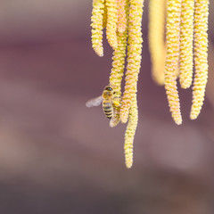 Pollination by bees earrings hazelnut. Flowering hazel hazelnut.