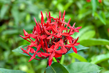 Santan flower in south east Asia