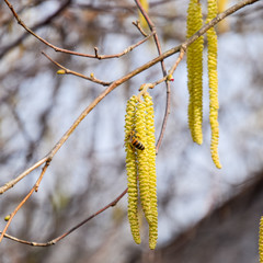 Pollination by bees earrings hazelnut. Flowering hazel hazelnut.