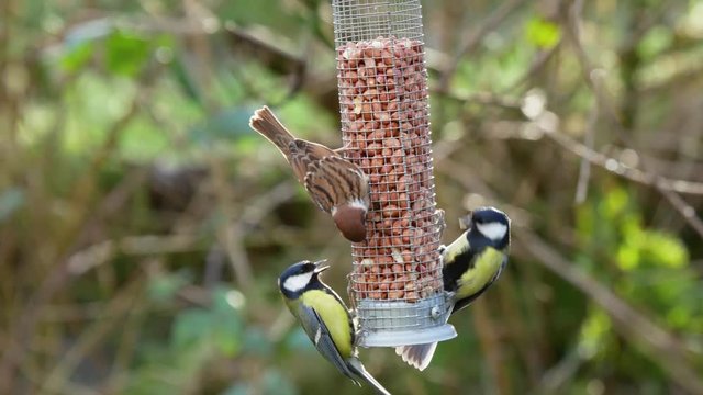 A tree sparrow and several great tits feeding on a peanut feeder and displaying to each other with outstretched wings.