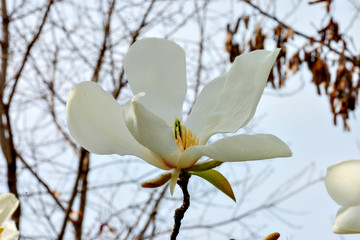 Magnolia kobus in Japan