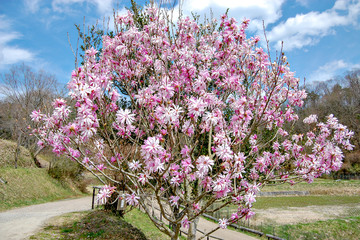 Magnolia kobus in Japan