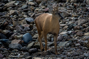 huemul en parque