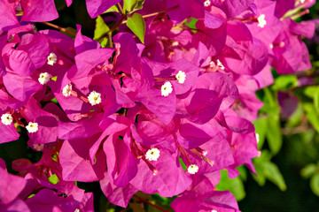 Bougainvillea in south east Asia