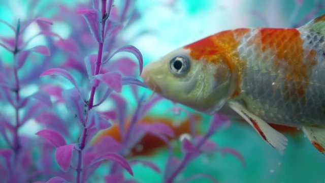 Goldfish in aquarium with more fish, gentile moving his fins to float underwater
