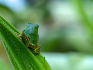 Frog. Japanese tree frog.
