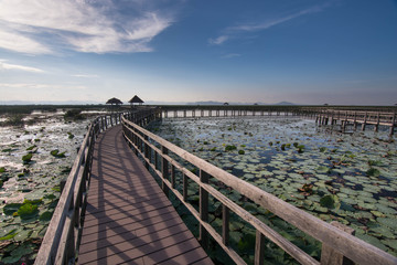 Fototapeta premium Lotus lake at Sam Roi Yot National park
