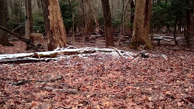 female deer in winter forest