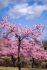 河津桜の木