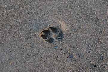 dog pawprint in the sand