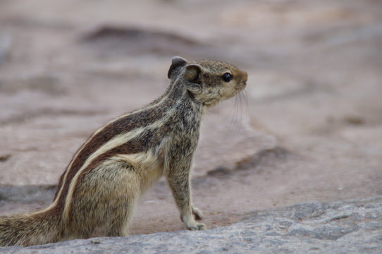 "Indian Palm Squirrel on Alert"This photograph captures an Indian palm squirrel (Funambulus palmarum) in a moment of stillness, perched on a rocky surface. The squirrel's distinctive stripes, running 