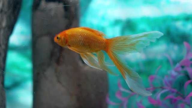 Comet goldfish in aquarium with more fish, gentile moving his fins to float underwater