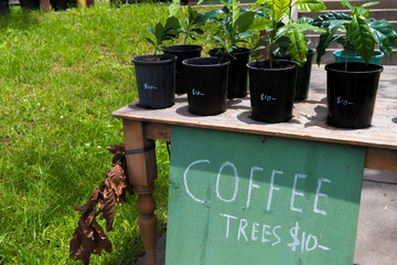 Coffee trees for sale in pots at the market