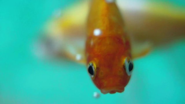 Closeup o coomet goldfish in aquarium with more fish, gentile moving his fins to swim underwater