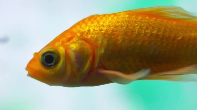 Closeup o coomet goldfish in aquarium with more fish, gentile moving his fins to float underwater