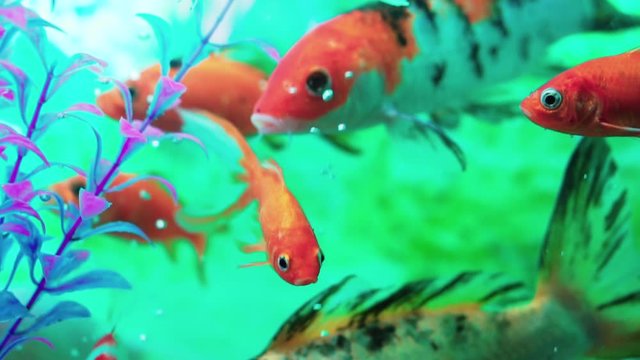 Group of Goldfish in aquarium with more fish, gentile swimming underwater between more fishes