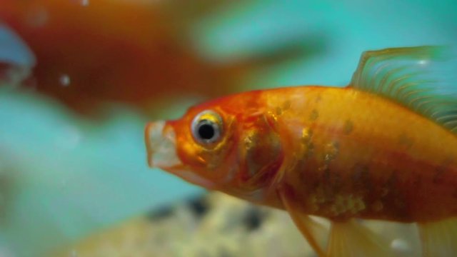 Closeup o coomet goldfish in aquarium with more fish, gentile moving his fins to float underwater