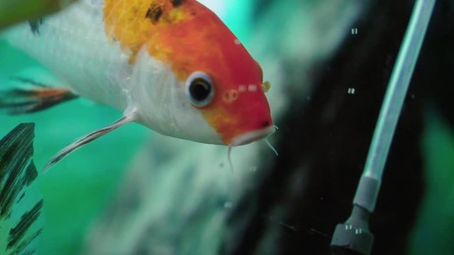 A couple of comet goldfish in aquarium gentile moving their fins to float underwater