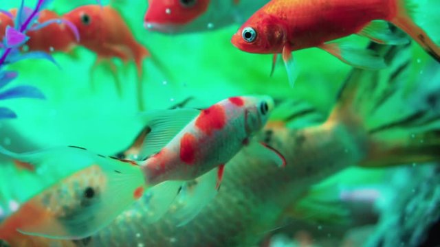 Comet goldfish in aquarium with more fish, gentile swimming underwater between more fishes