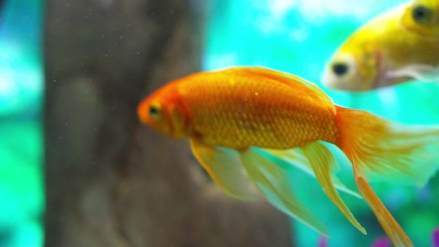 Comet goldfish in aquarium with more fish, gentile moving his fins to float underwater