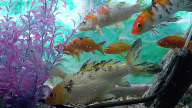 Group of Goldfish in aquarium with more fish, gentile moving their fins to float underwater between more fishes