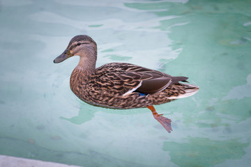duck
