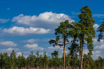 Fototapeta premium Spring coniferous forest sunny day blue sky