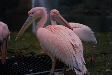 Pelicans