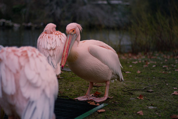 Pelicans